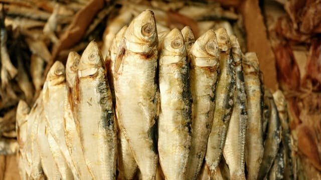 CAN CATS EAT DRIED FISH