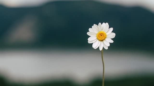 can cats eat daisies