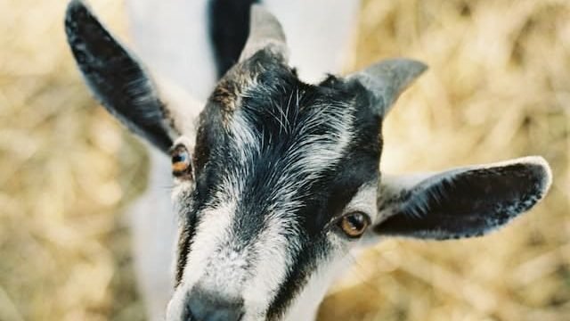 can cats eat goat cheese
