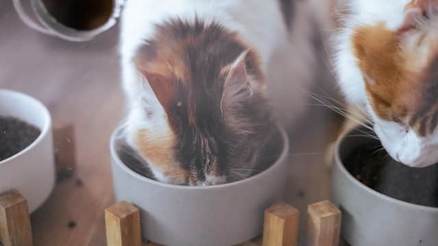 Can Cats Eat Tilapia?