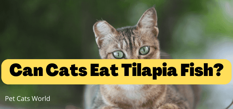 Can Cats Eat Tilapia?