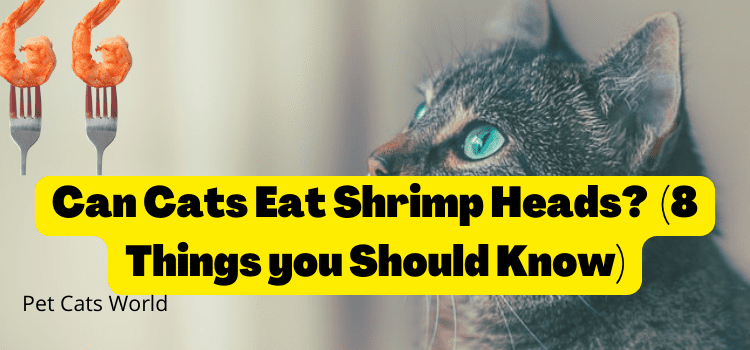 can cats eat shrimp heads