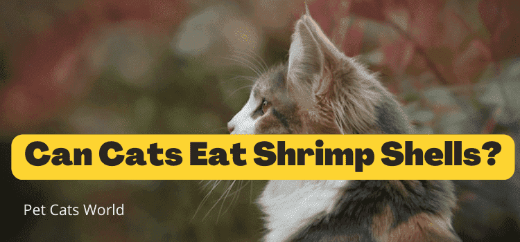 can cats eat shrimp shells