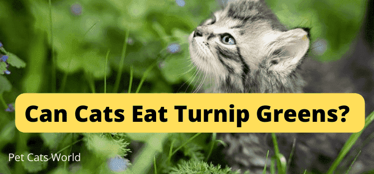 can cats eat turnip greens