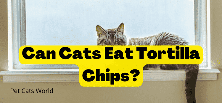 can cats eat tortilla chips