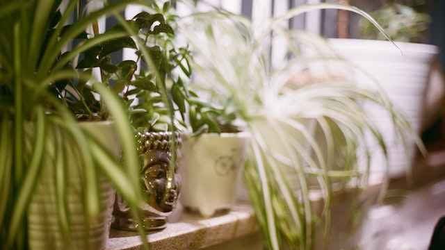 can cats eat spider plants