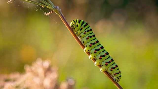 do cats eat caterpillars