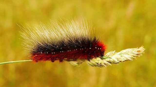 do cats eat caterpillars