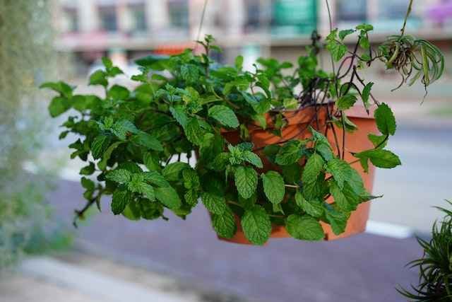 can cats eat spearmint