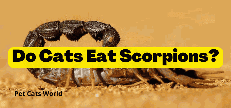 do cats eat scorpions