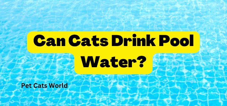 can cats drink pool water