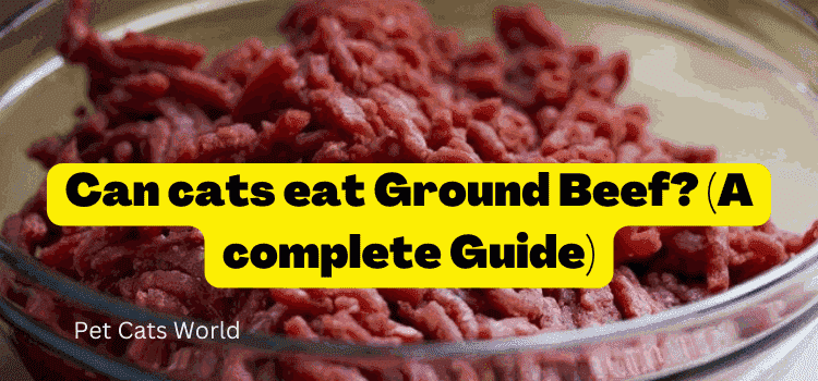 can cats eat ground beef
