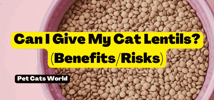 can i give my cat lentils