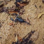 do cats eat scorpions