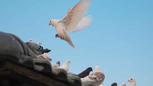 do cats eat pigeons