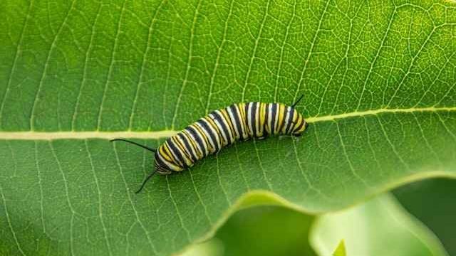 do cats eat caterpillars