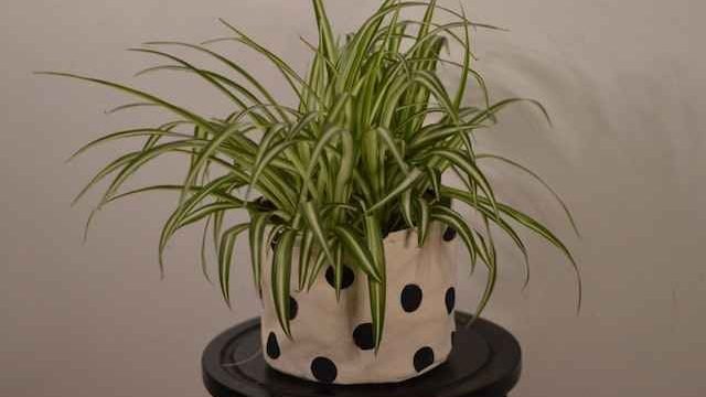 can cats eat spider plants