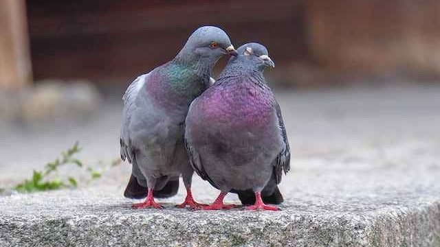 do cats eat pigeons