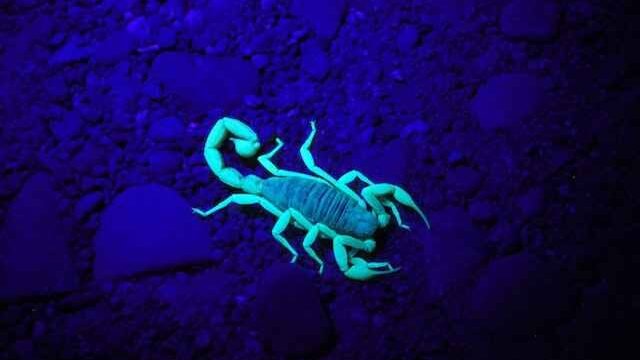 do cats eat scorpions