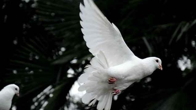 pigeon