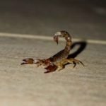 do cats eat scorpions
