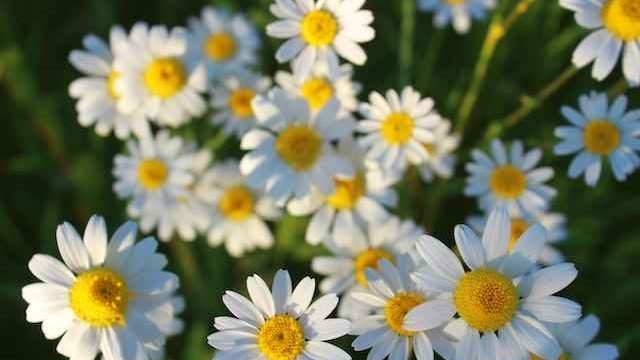 Is chamomile safe for cats