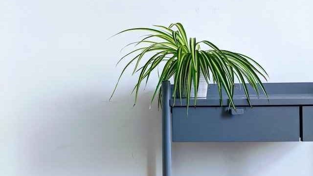 Spider plant