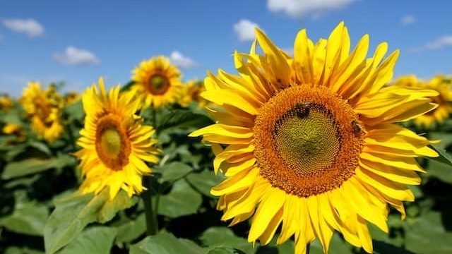 can cats eat sunflower seeds