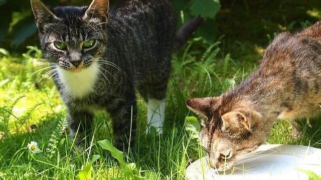 Are cats lactose intolerant