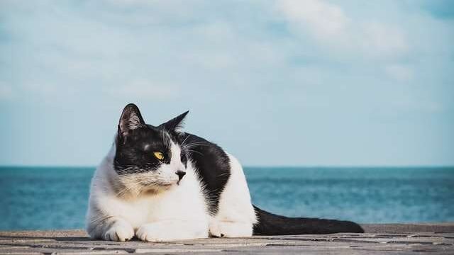 why do cats hate water