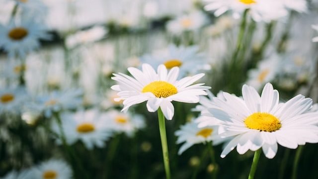 chamomile flowers