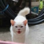 Can Cats Eat Funyuns