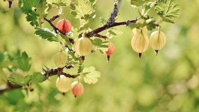 Can Cats Eat Gooseberries