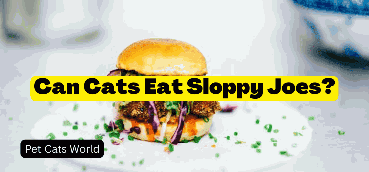 Can Cats Eat Sloppy Joes