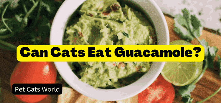 Can Cats Eat Guacamole