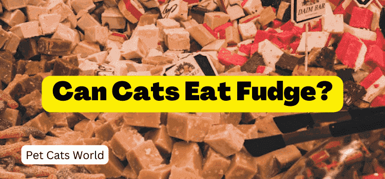 Can Cats Eat Fudge