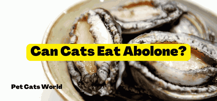 Can Cats Eat Abolone?