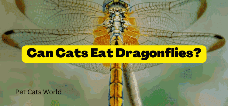 Can Cats Eat Dragonflies?