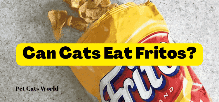 can cats eat fritos