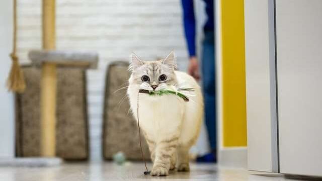 What kind of cats play fetch