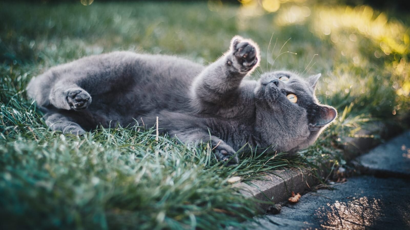 Can Cats Eat Funyuns