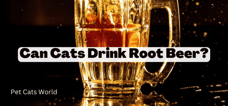 can cats drink root beer