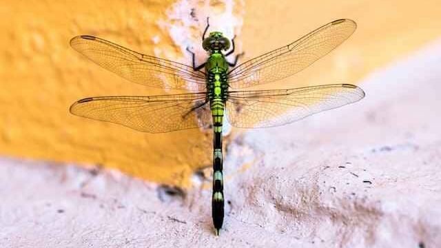 Can Cats Eat Dragonflies?
