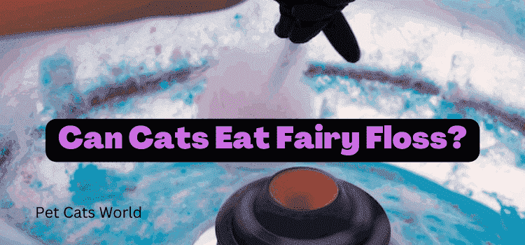 can cats eat fairy floss