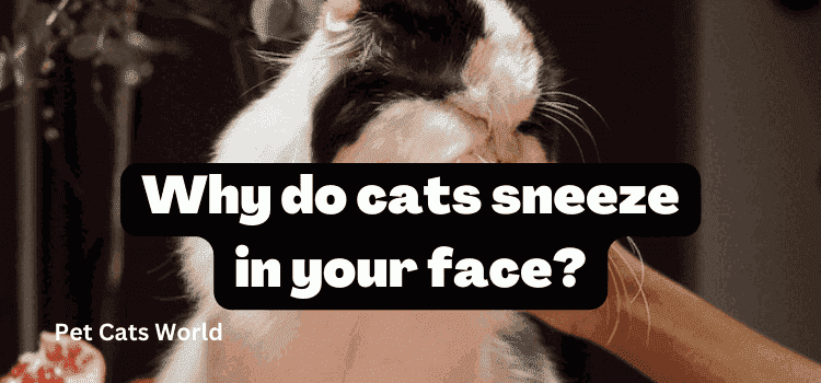 Why do cats sneeze in your face?