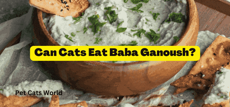 can cats eat baba ganoush