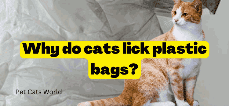 Why do cats lick plastic bags
