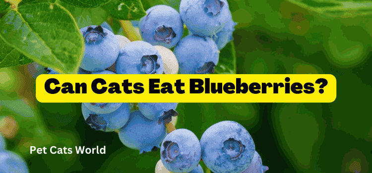 Can cats eat blueberries