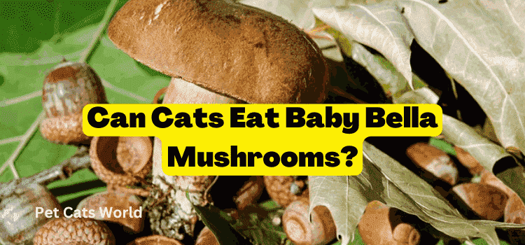 Can Cats Eat Baby Bella Mushrooms