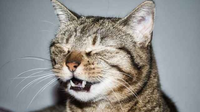 Why do cats sneeze in your face?
